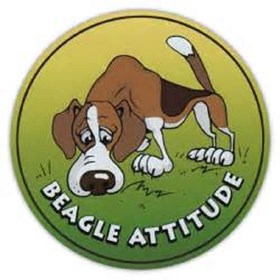 Beagle Attitude